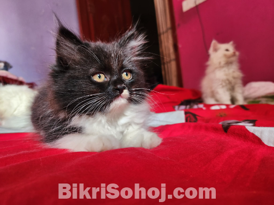 অরিজিনাল পার্সিয়ান বিড়াল মা সহ বাচ্চা